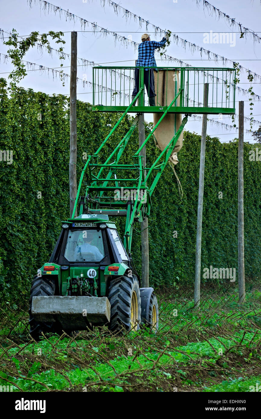 Nettoyage de la grille après la récolte de houblon, houblon (Humulus lupulus), hop, Biburg Hallertau, jardin ou salon Holledau Banque D'Images