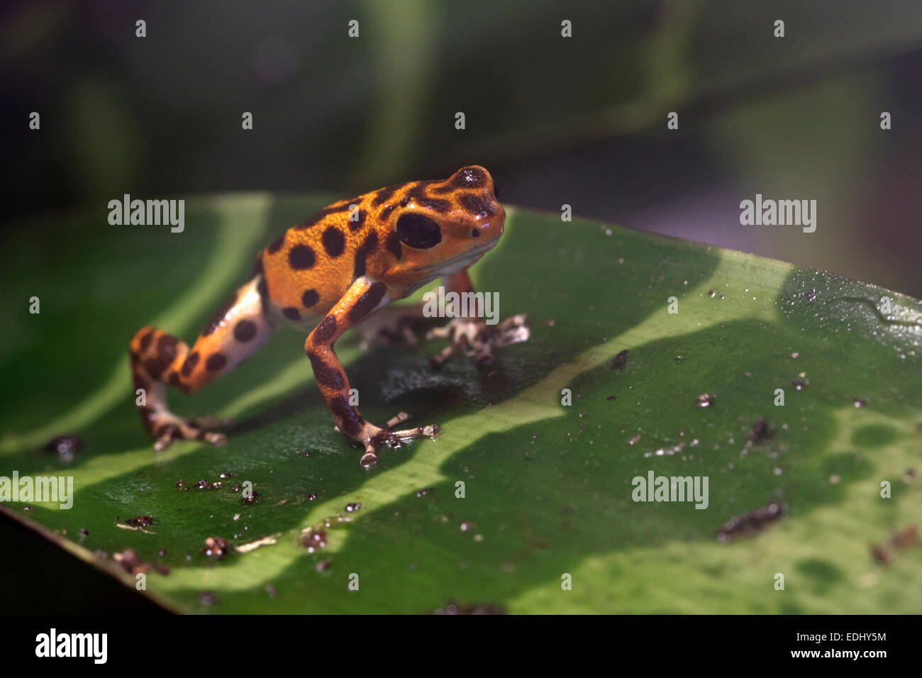 Strawberry-Poison dart frog Banque D'Images
