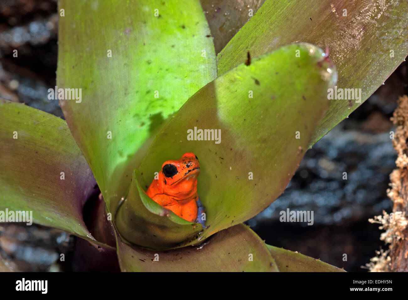 Les Poison dart frog Banque D'Images