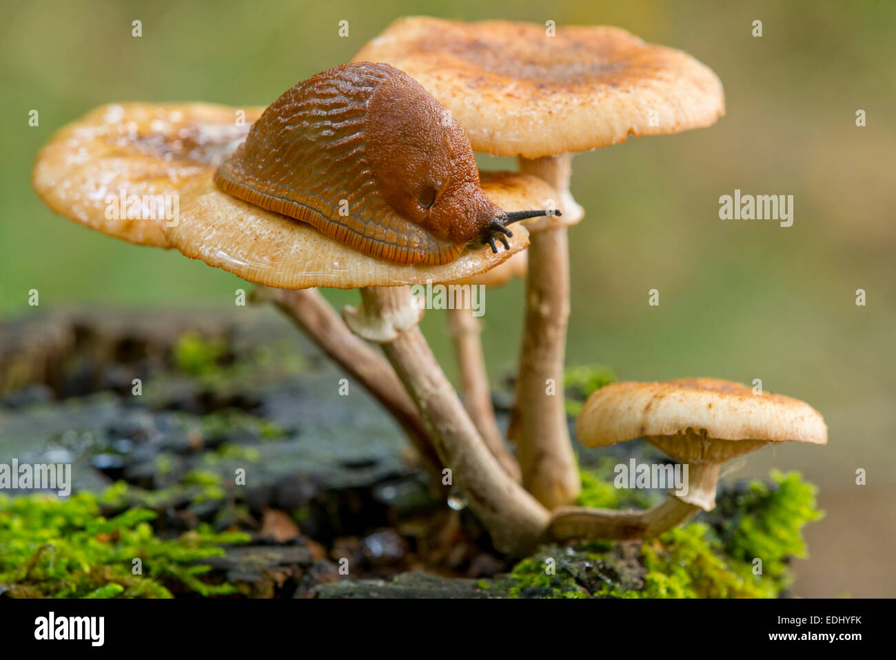 L'Espagnol Slug (Arion vulgaris) sur un miel foncé (champignon Armillaria ostoyae), Basse-Saxe, Allemagne Banque D'Images