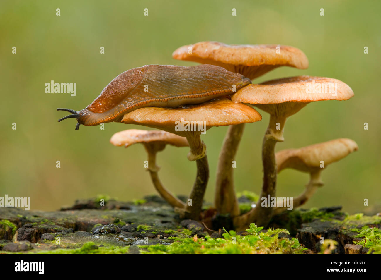 L'Espagnol Slug (Arion vulgaris) sur un miel foncé (champignon Armillaria ostoyae), Basse-Saxe, Allemagne Banque D'Images