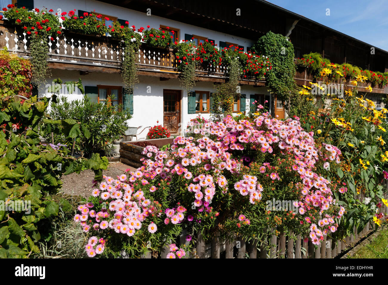 Jardin avec cuisine, asters, Gaißach Isarwinkel, Haute-Bavière, Bavière, Allemagne Banque D'Images