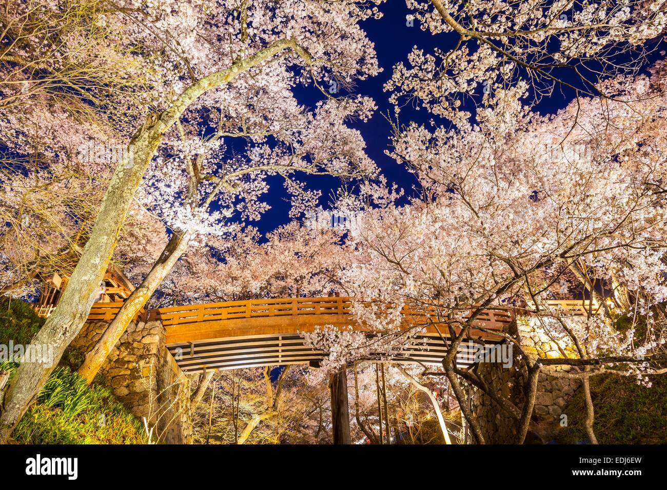 Les fleurs de cerisier à Takato Site du Château Park, Nagano, Japon Banque D'Images