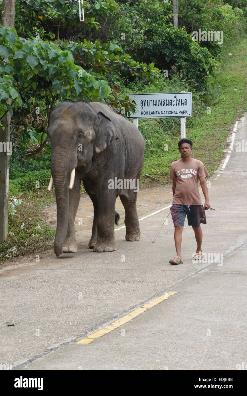 L'éléphant d'Asie, Elephas maximus avec l'homme utilisé pour des excursions dans la jungle, Koh Lanta, Krabi, Thaïlande, Asie du sud-est. Banque D'Images