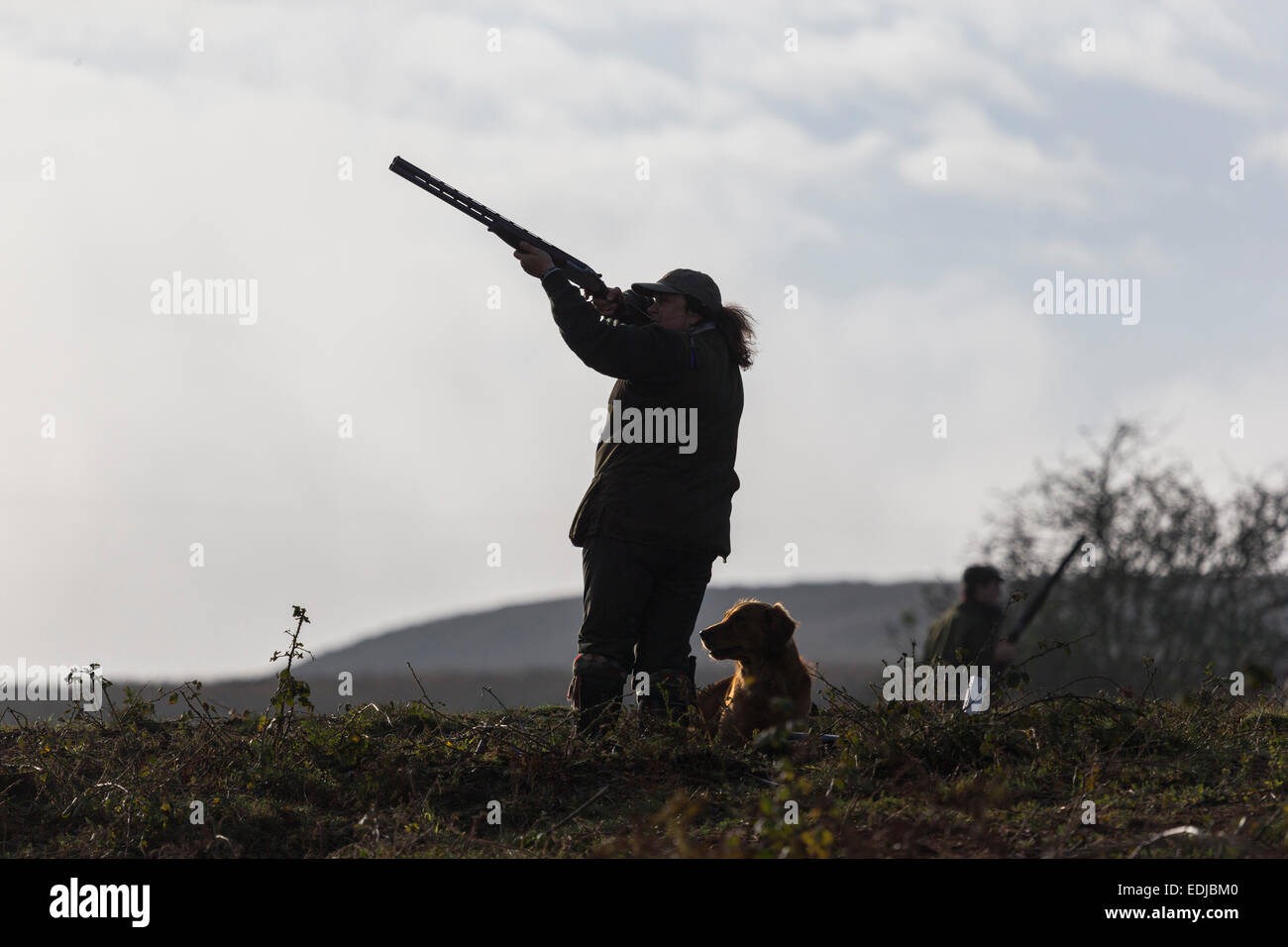 Femme et chien d'arme, tir faisan dans la campagne anglaise, Royaume-Uni Banque D'Images