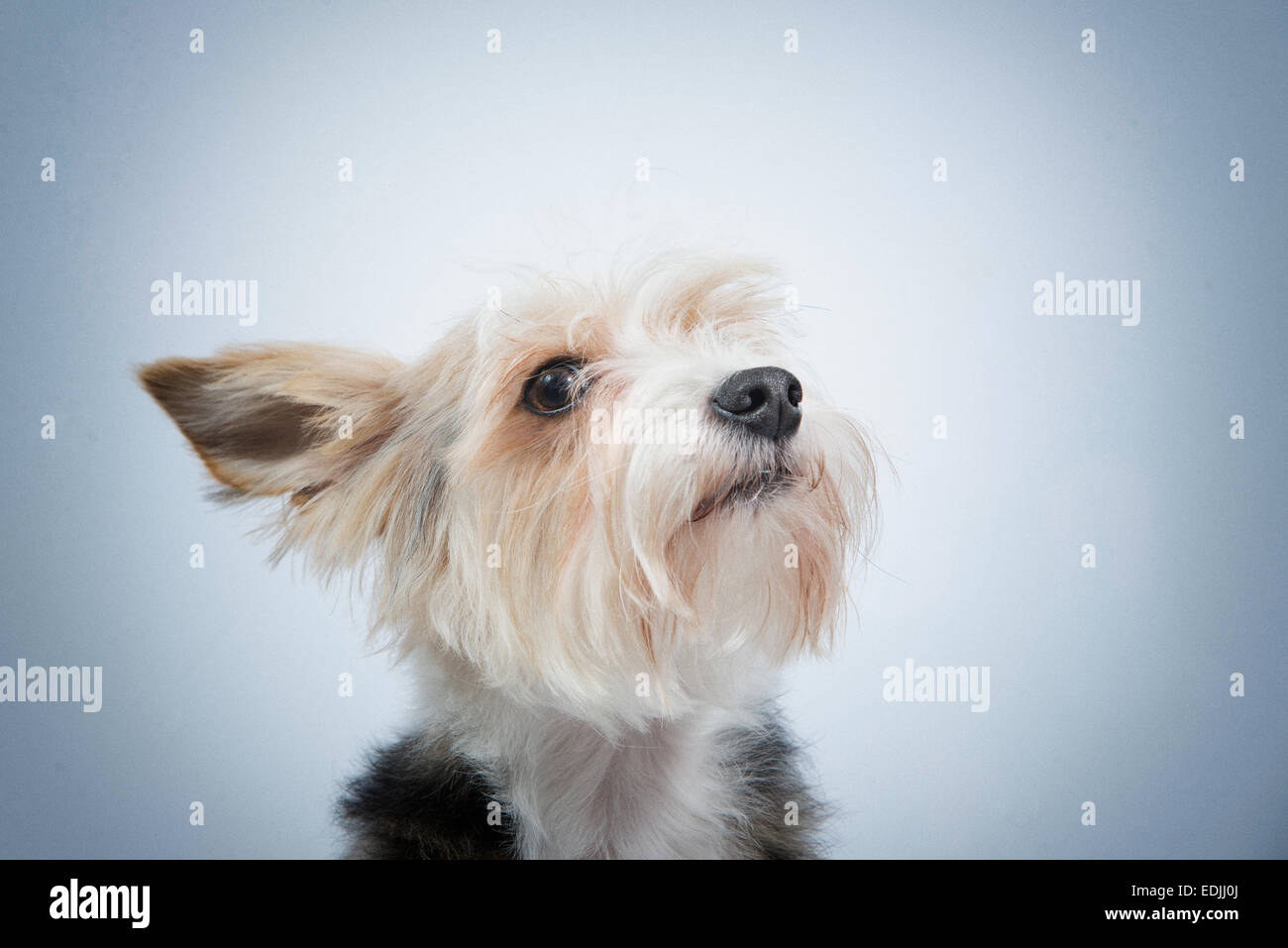 Close-up portrait curieux chien avec vue attentif Banque D'Images