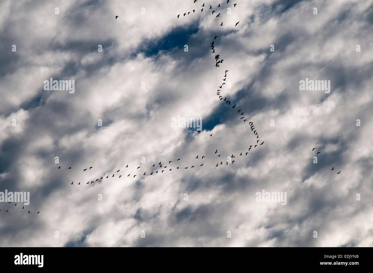 Lag gris en octobre normalement les oies migrent dans une formation en V typique sud ou ouest à des zones climatiques. Zug der Graugaense Banque D'Images