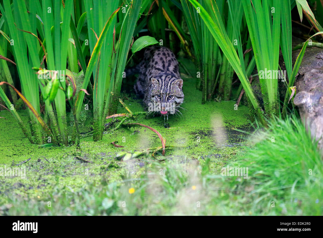 Pêche à la Cat (Prionailurus viverrinus), adulte, à l'eau, chasse, originaire d'Asie, captive, Angleterre, Royaume-Uni Banque D'Images