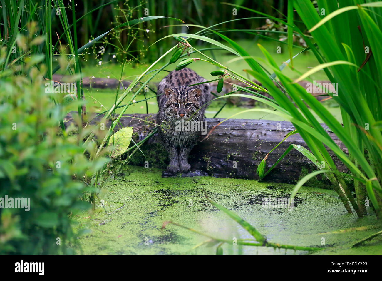 Pêche à la Cat (Prionailurus viverrinus), adulte, à l'eau, chasse, originaire d'Asie, captive, Angleterre, Royaume-Uni Banque D'Images