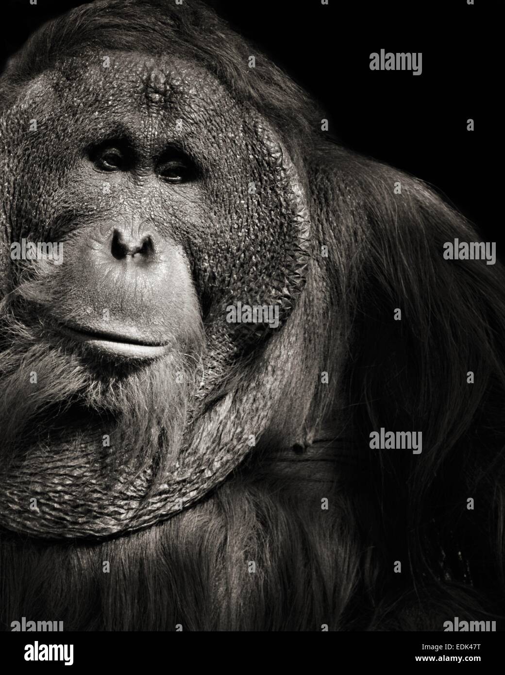 Portrait en noir et blanc d'une grande hâte l'orang-outan, étant très docile. Les animaux en danger Banque D'Images