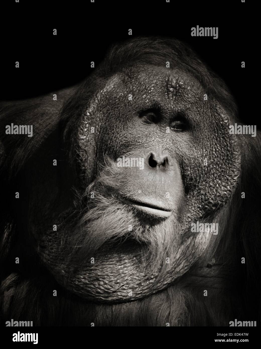 Portrait en noir et blanc d'un grand orang-outan à off , étant très dociles animaux menacés Banque D'Images
