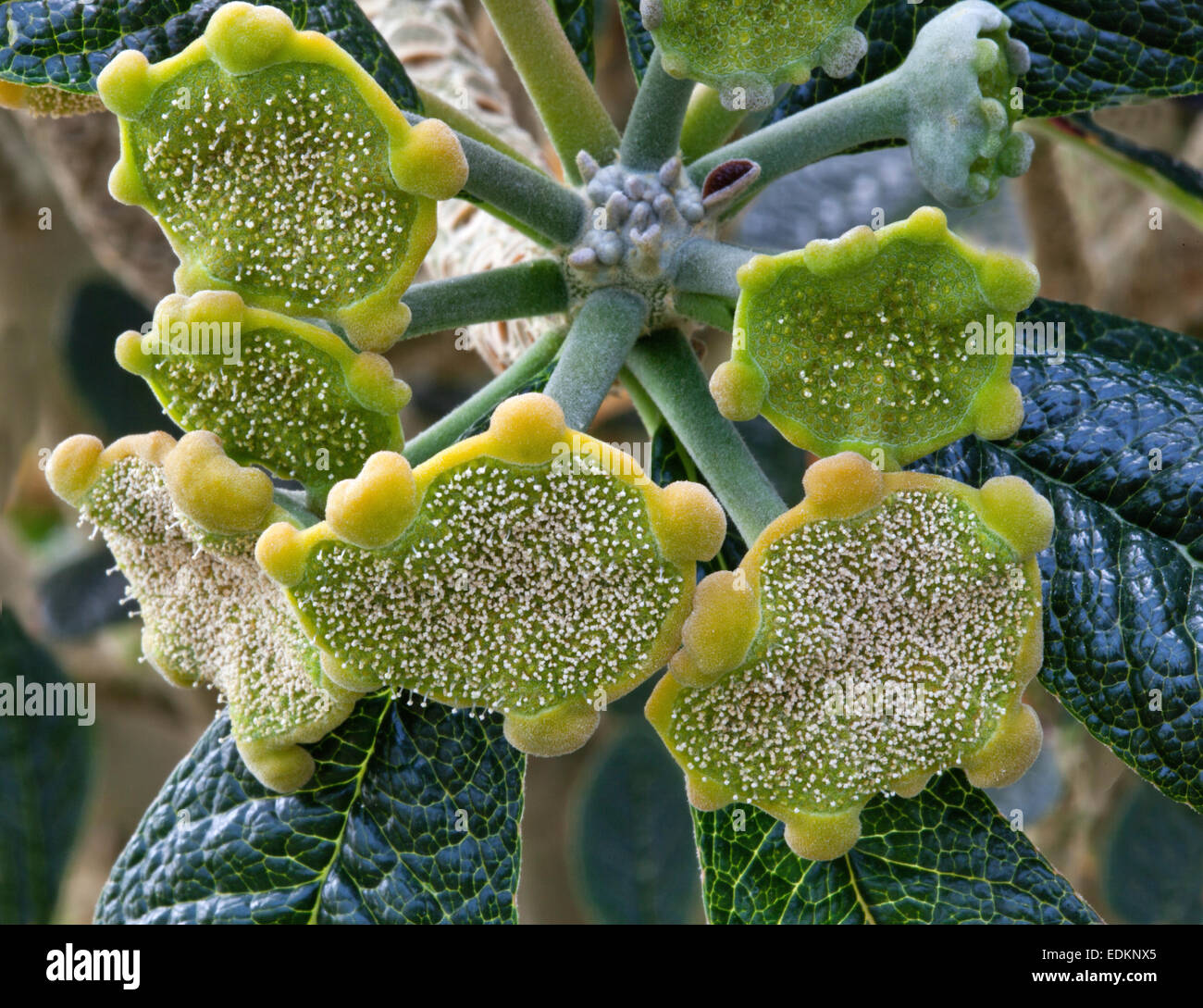Arbre bouteille, Dorstenia gigas, culture des plantes indigènes de l'Afrique de l'Est. Banque D'Images