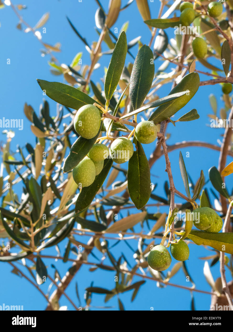 Libre d'olives et de feuilles sur un arbre d'olive avec fond bleu du ciel et de la mer dans un beau jour d'été Banque D'Images