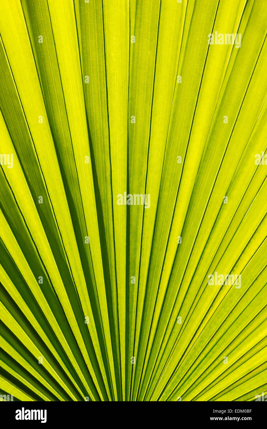 Motif de feuilles de palmier Banque D'Images