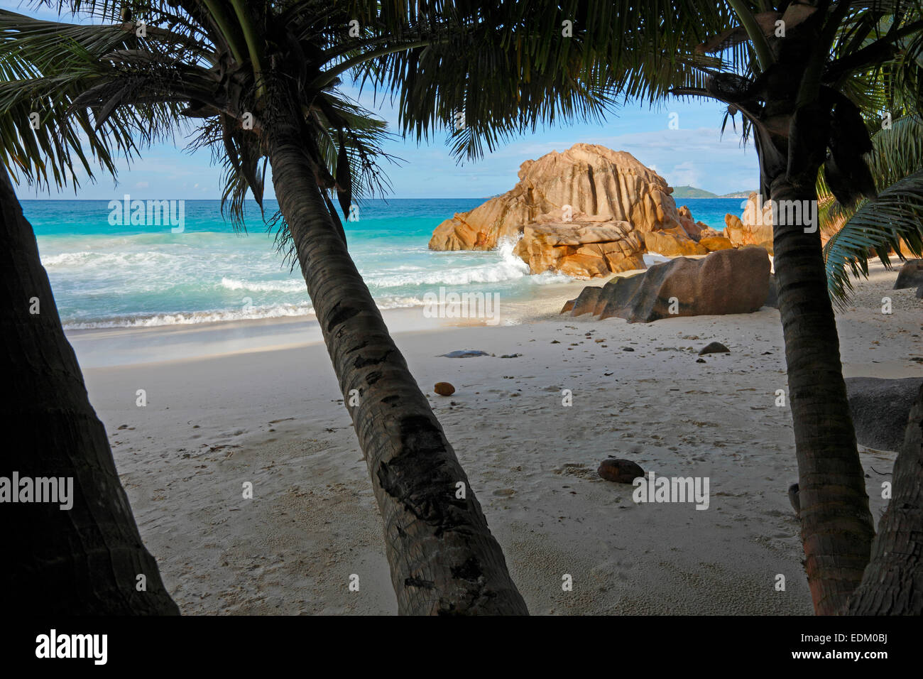 Palmiers sur la plage, La Digue, Seychelles Island Banque D'Images