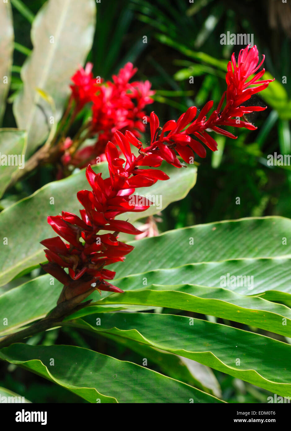 Seychelles - Alpinia Purpurata gingembre rouge, fleurs, l'île de La Digue Banque D'Images