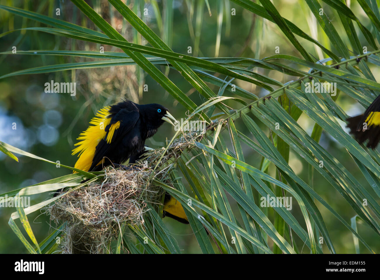 Cassique cul jaune mâle, Cacicus cela, en affichant ses plumes afin d'attirer les femelles, Pantanal, Mato Grosso, Brésil Banque D'Images