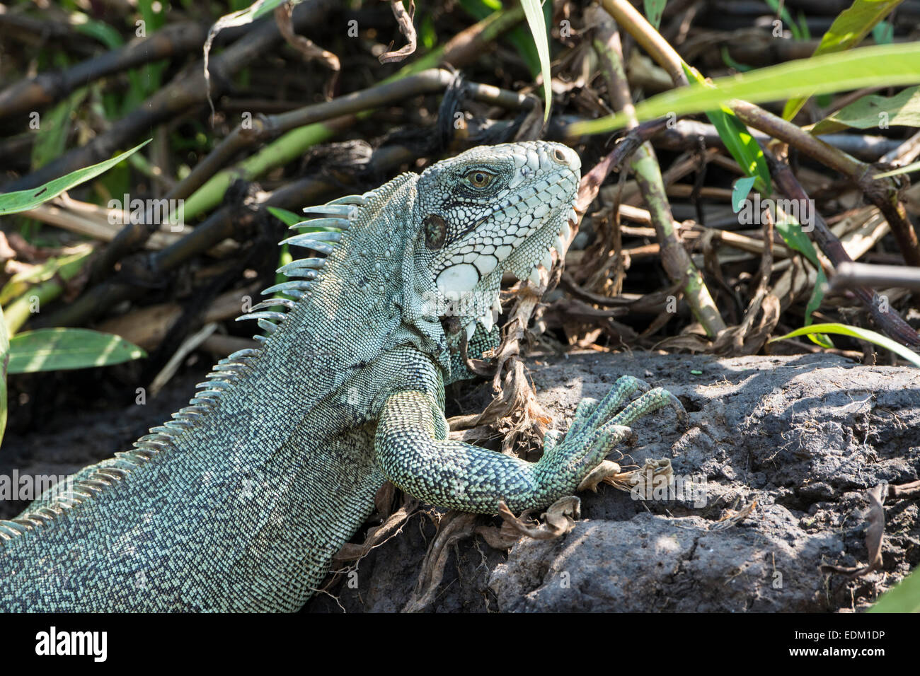 Close Up of a Green Iguana iguana, commune ou Iguana iguana, Pantanal, Mato Grosso, Brésil, Amérique du Sud Banque D'Images