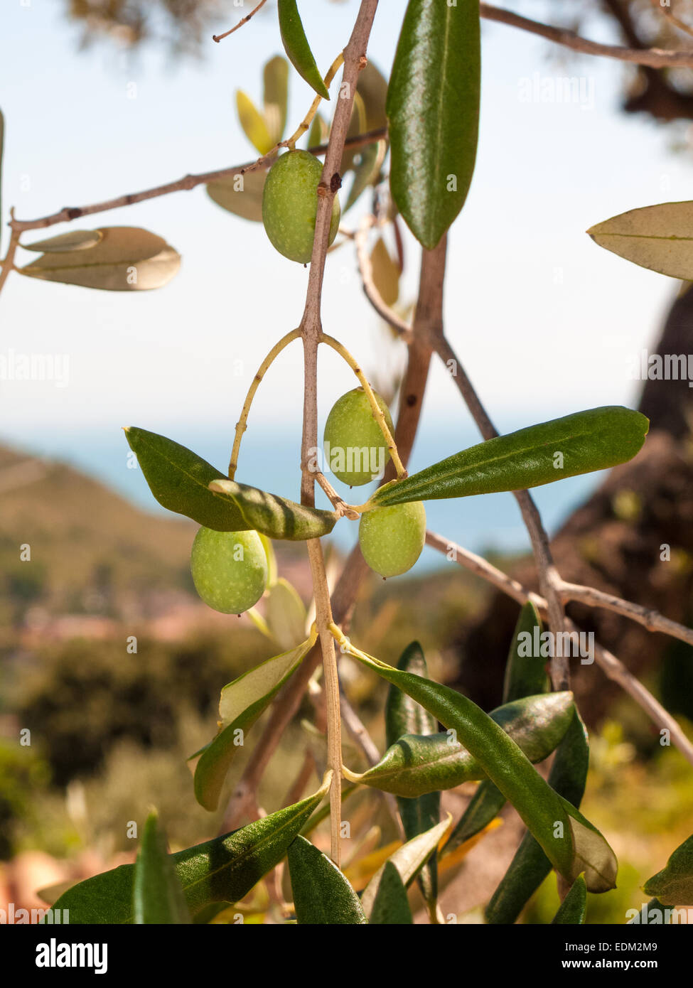 Libre d'olives et de feuilles sur un arbre d'olive avec fond bleu du ciel et de la mer dans un beau jour d'été Banque D'Images