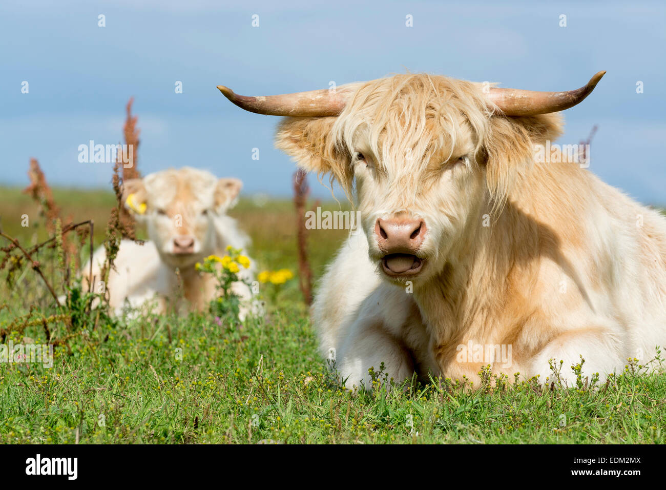 Veau Highland cattle / blanc Banque D'Images