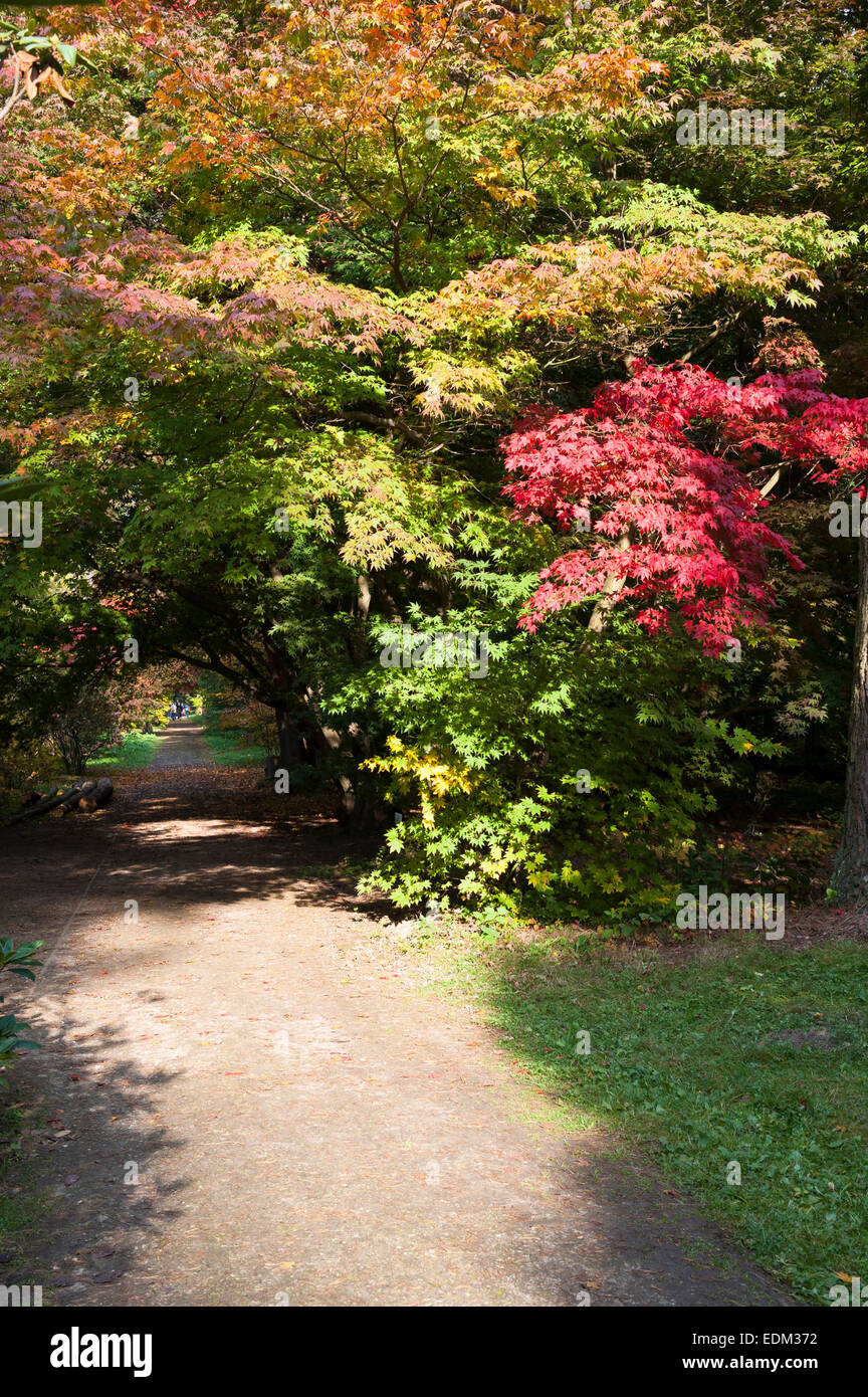 Arboretum de Rogow, Lublin Voïvodie de Lodz, comté, Pologne Banque D'Images