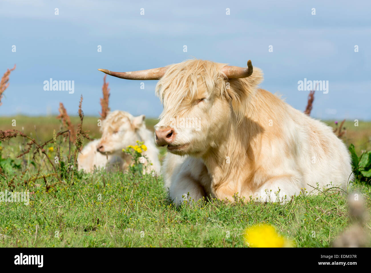 Veau Highland cattle / blanc Banque D'Images