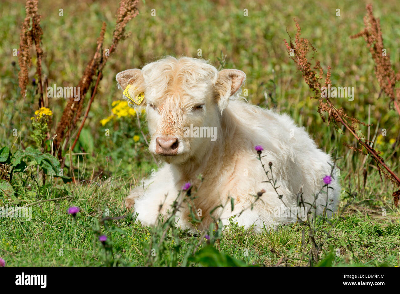Veau Highland cattle / blanc Banque D'Images