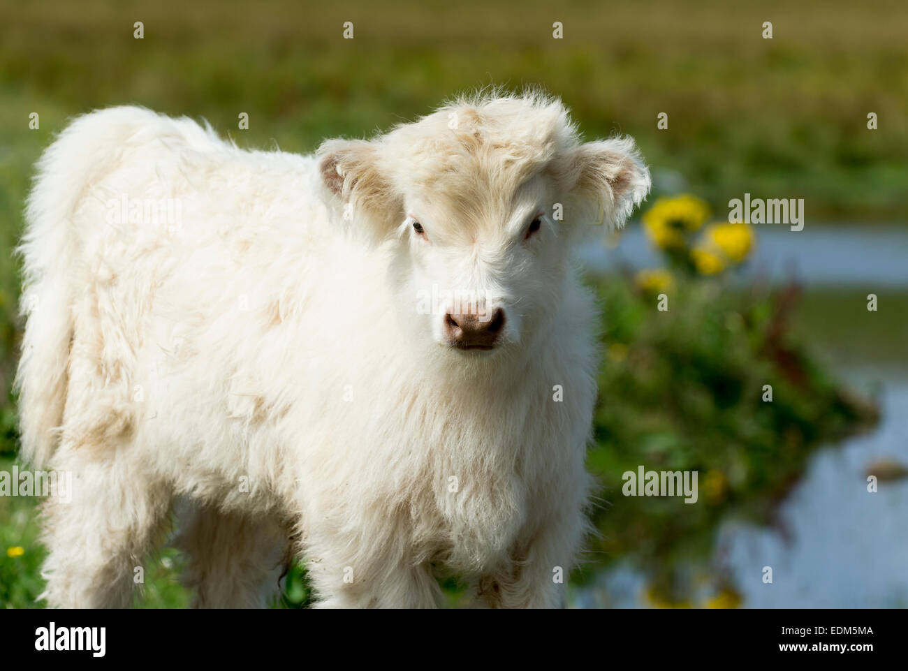 Veau Highland cattle / blanc Banque D'Images