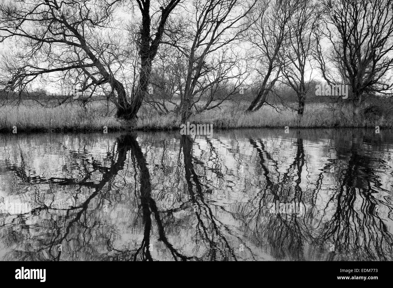 Les réflexions dans la rivière à Turf Ant Fen, Barton Turf Norwich Norfolk Angleterre UK Banque D'Images