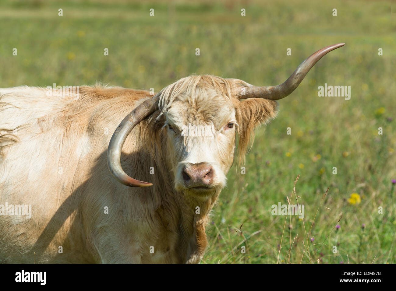 Veau Highland cattle / blanc Banque D'Images