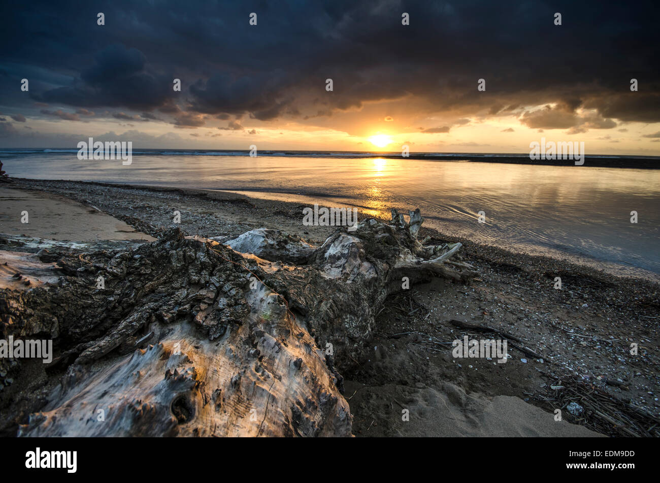 Arbre mort attendre le coucher du soleil sur la plage Banque D'Images