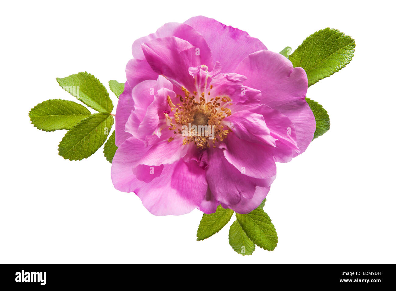 Wild rose fleur sur fond blanc Banque D'Images