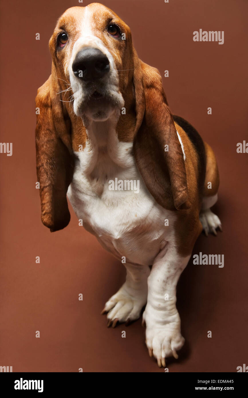 Basset hound Banque D'Images