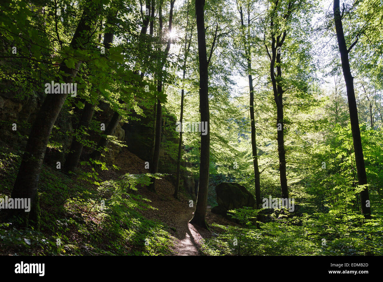 Mullerthal Trail près de Steinsel, Luxembourg Banque D'Images