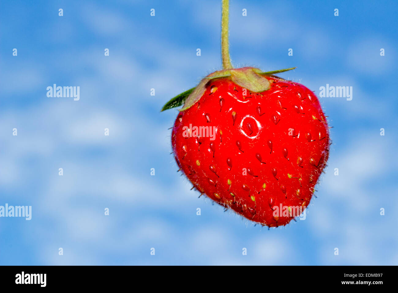 Une seule fraise avec un ciel bleu en arrière-plan. Banque D'Images