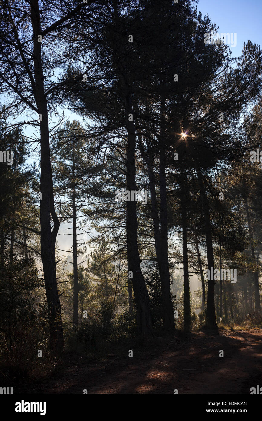 La lumière du soleil traversant forêts brumeuses. Province de Barcelone. La Catalogne. L'Espagne. Banque D'Images