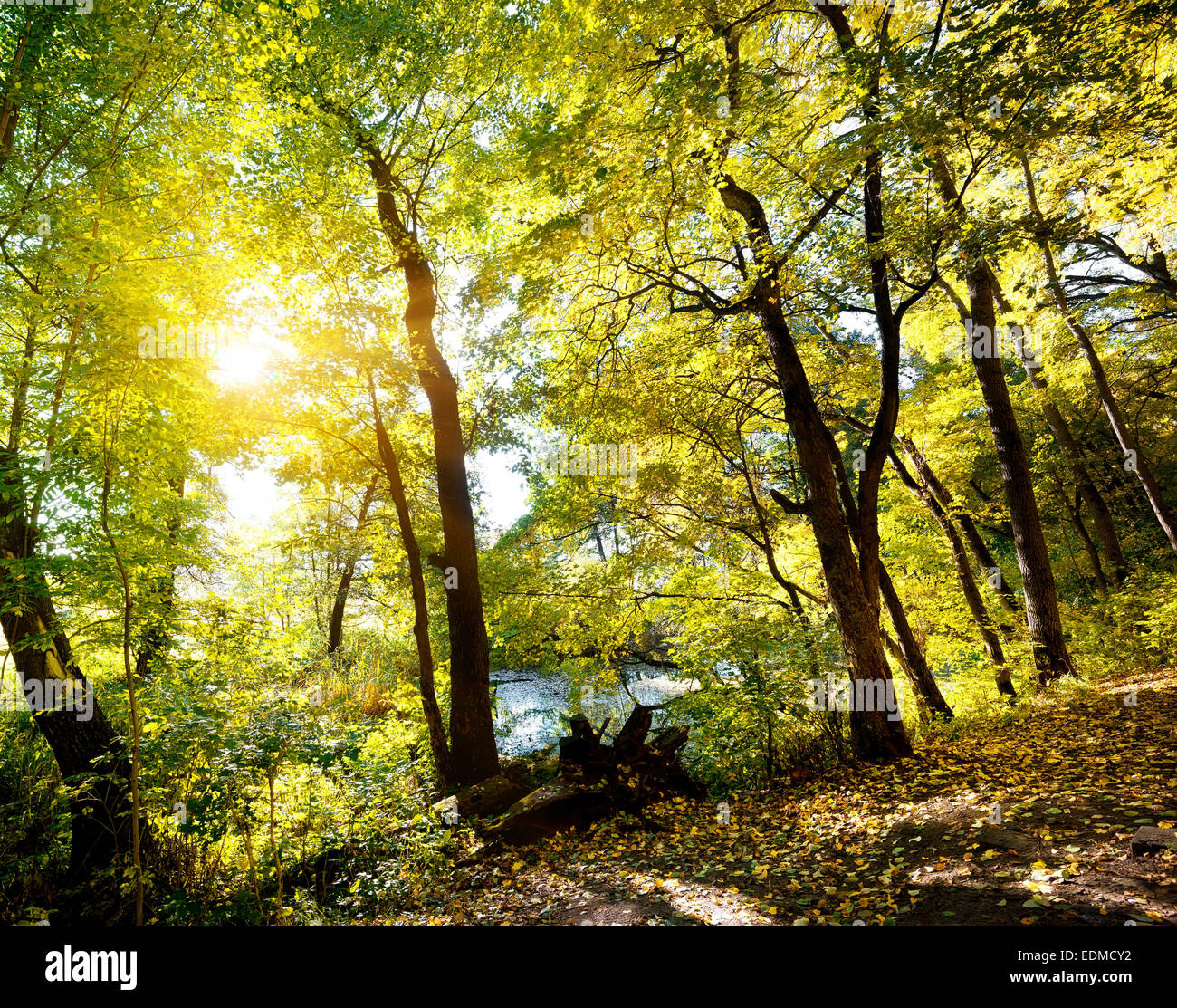 Forêt d'automne de la pente près de la rivière Banque D'Images