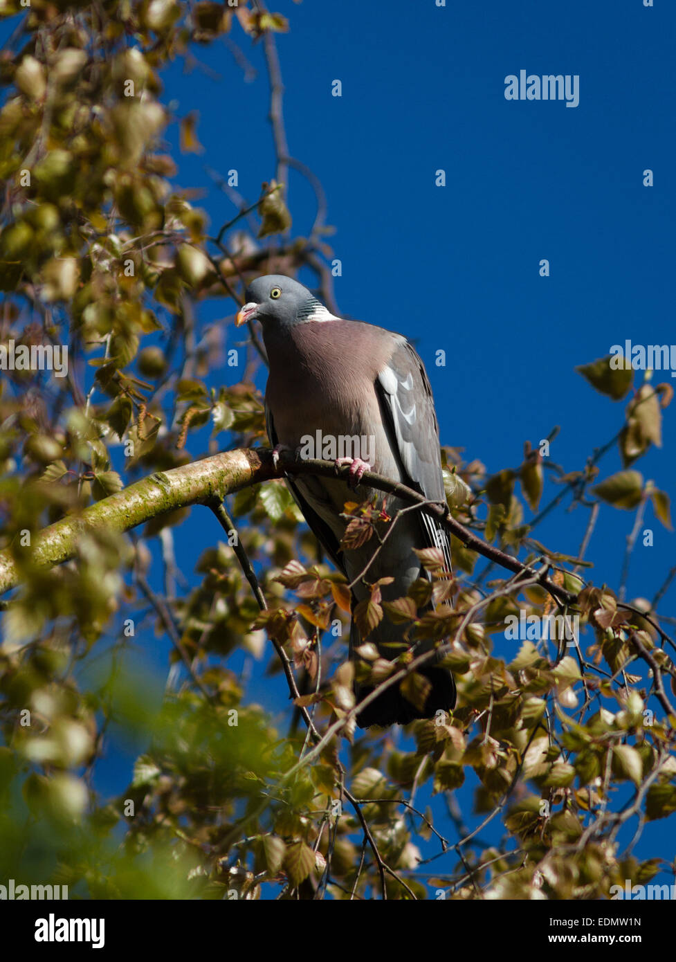 Un pigeon ramier perché dans un arbre dans les bourgeons au printemps, défini dans un ciel bleu clair dans un jardin de banlieue dans la région de Surrey, UK Banque D'Images Un pigeon ramier perché dans un arbre dans les bourgeons au printemps, défini dans un ciel bleu clair dans un jardin de banlieue dans la région de Surrey, UK Banque D'Images