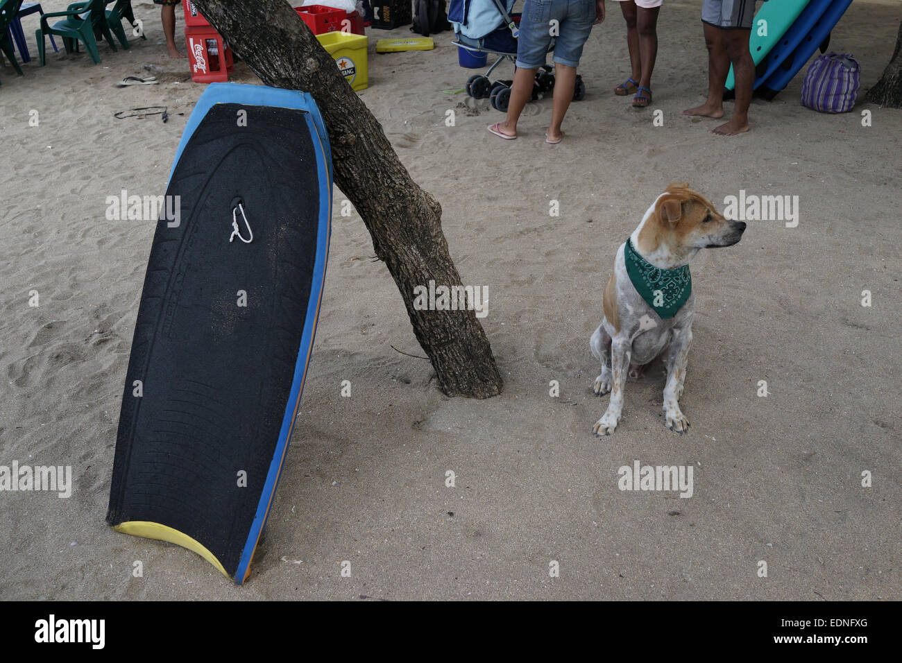 Un chien dans la plage de Kuta, Bali Indonésie. Kuta est l'une des plages les plus populaires dans le monde. Banque D'Images