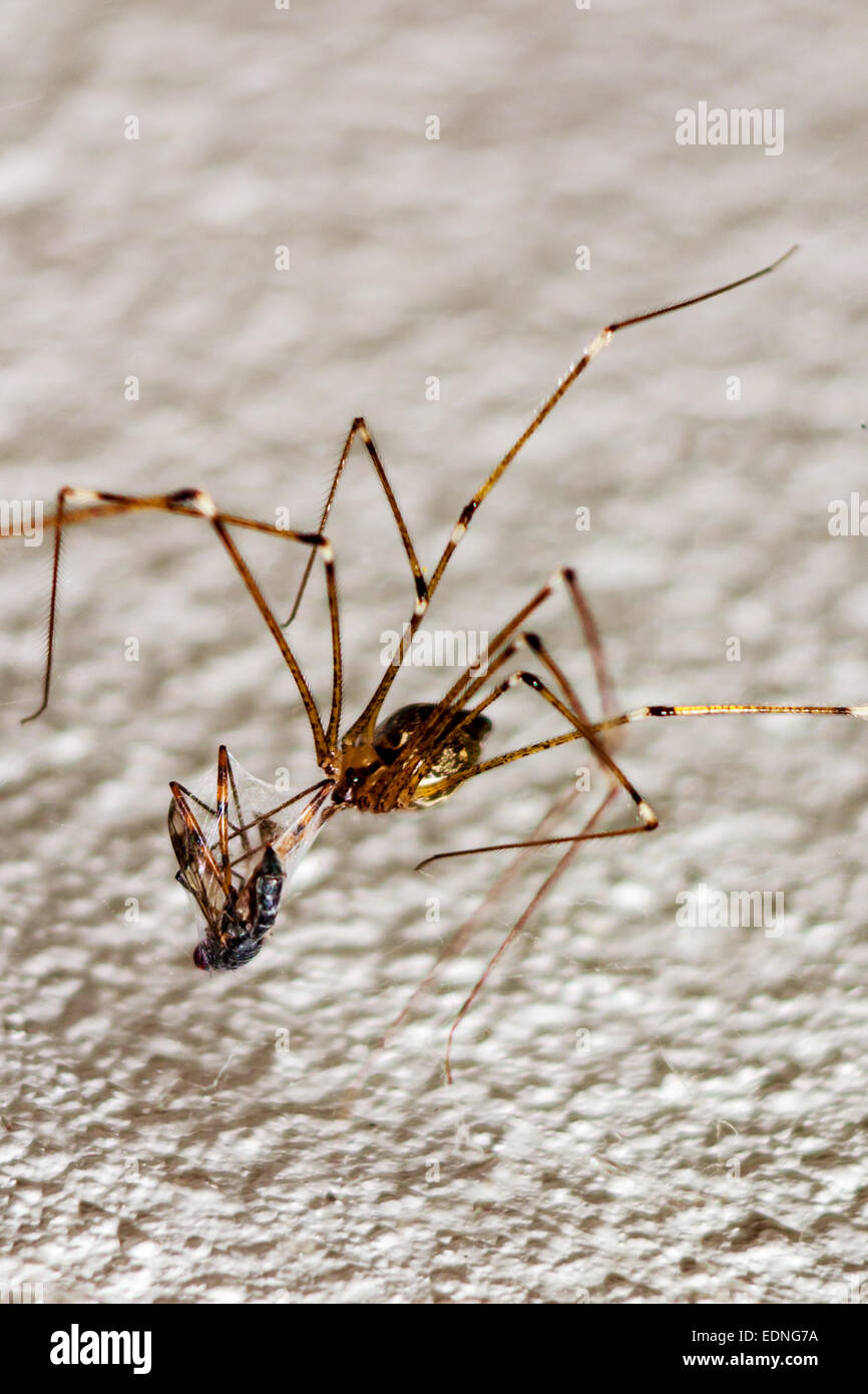 Proie araignée insecte macro shot sur mur blanc Banque D'Images