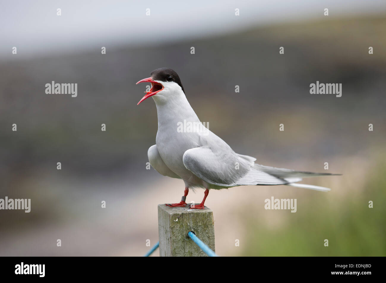 Sterne arctique (Sterna paradisaea) ; ; Iles Farne ; UK Banque D'Images