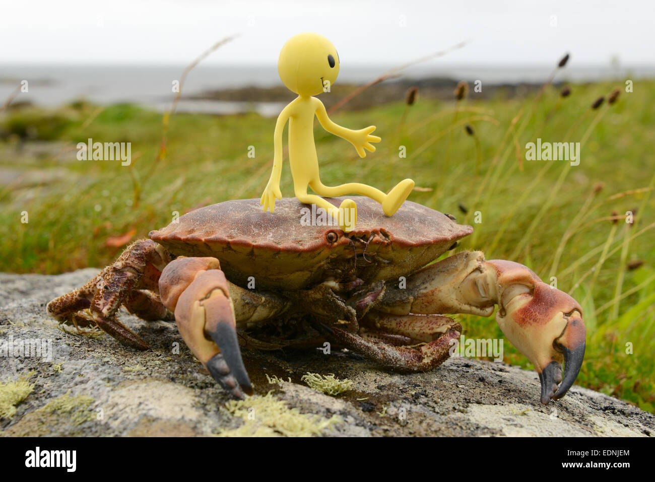 Smiley jaune Homme en vacances dans les Hébrides extérieures- ici il de surf à l'arrière d'un crabe avec Polochar beach dans l'arrière-plan Banque D'Images