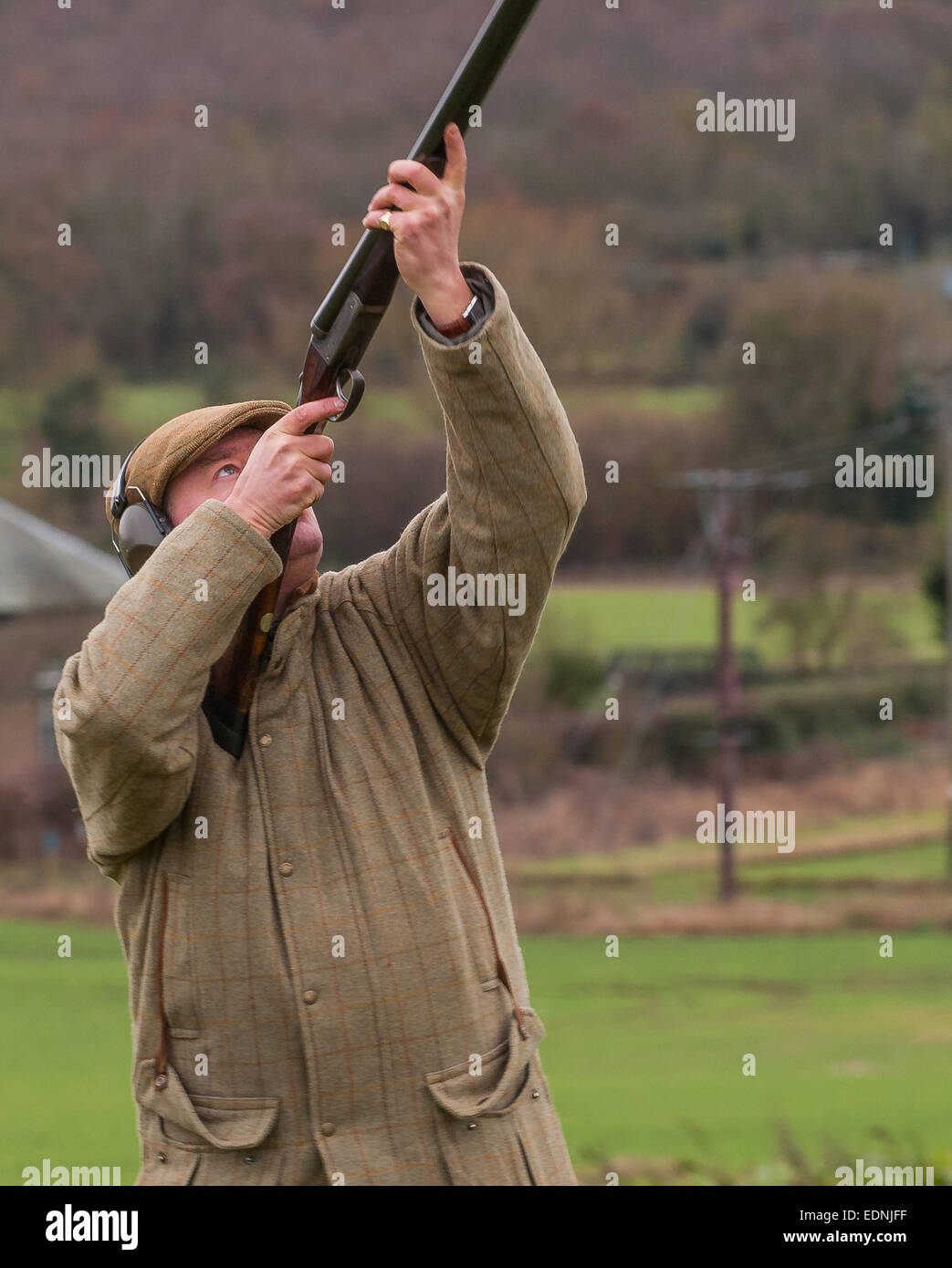 Un homme avec un fusil de tir sur un faisan faisan anglais shoot Banque D'Images