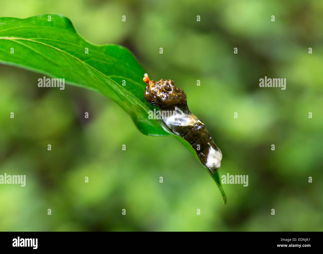 Une chenille de papillon géant tropical (Papilio cresphontes) qui imite les fientes de camouflage Banque D'Images