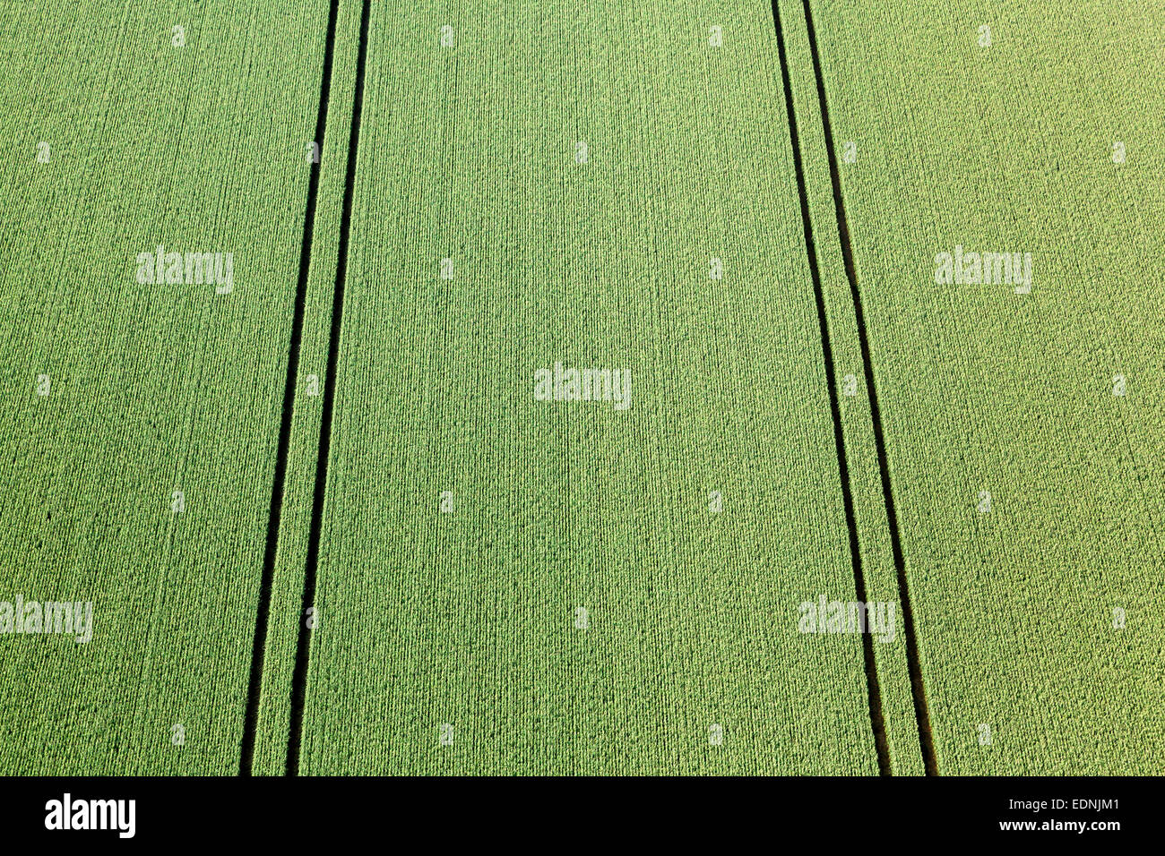 Vue aérienne, champ de blé vert avec empreinte de tracteur, Landshut, Basse-Bavière, Bavière, Allemagne Banque D'Images