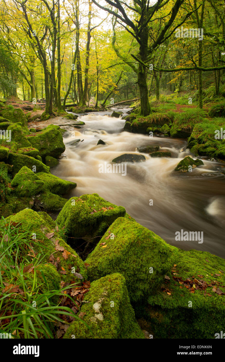 Golitha River Fowey Cornwall, UK Banque D'Images