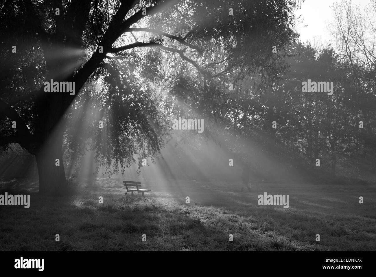 Matin d'automne brumeux les rayons du soleil sur la commune de Putney, Putney, Londres, UK Banque D'Images