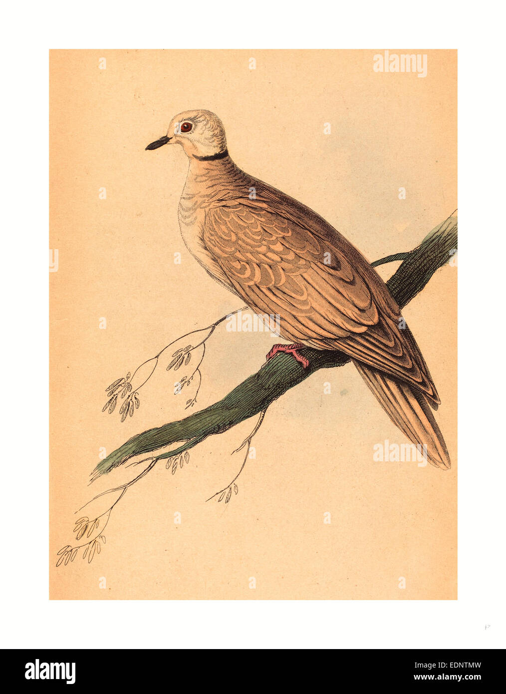 William Home Lizars après Edward Lear (Écossais, 1788 ), 1859, lithographie couleur Turtur Risorius Banque D'Images