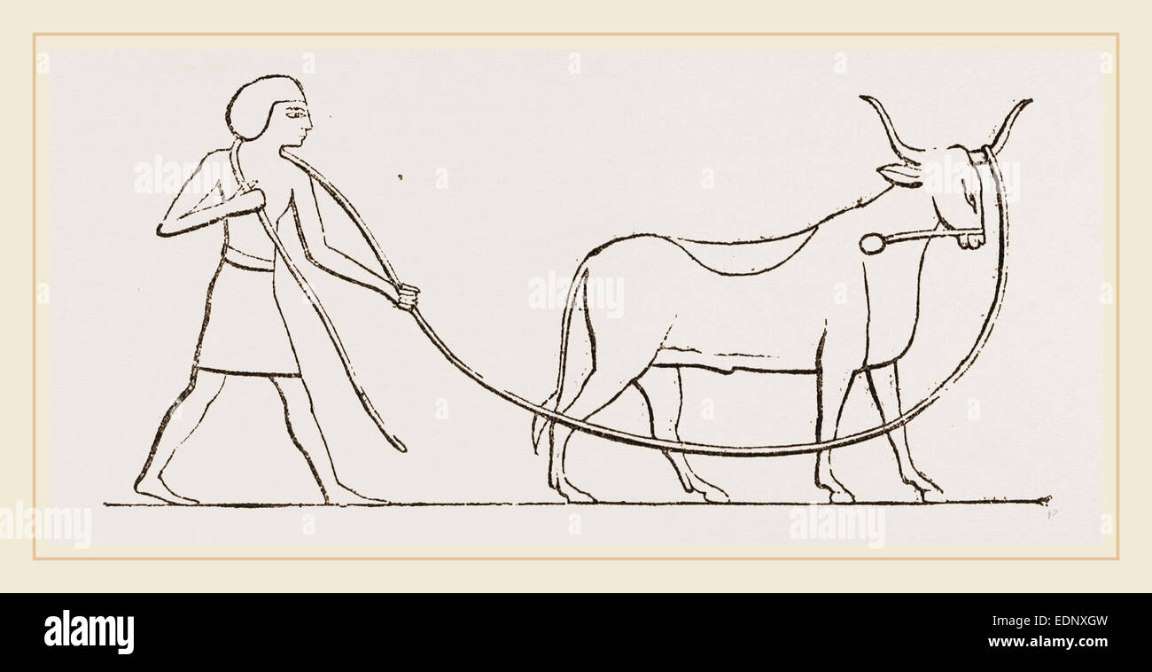Ox pris dans lasso sculpture égyptienne Egypte Banque D'Images