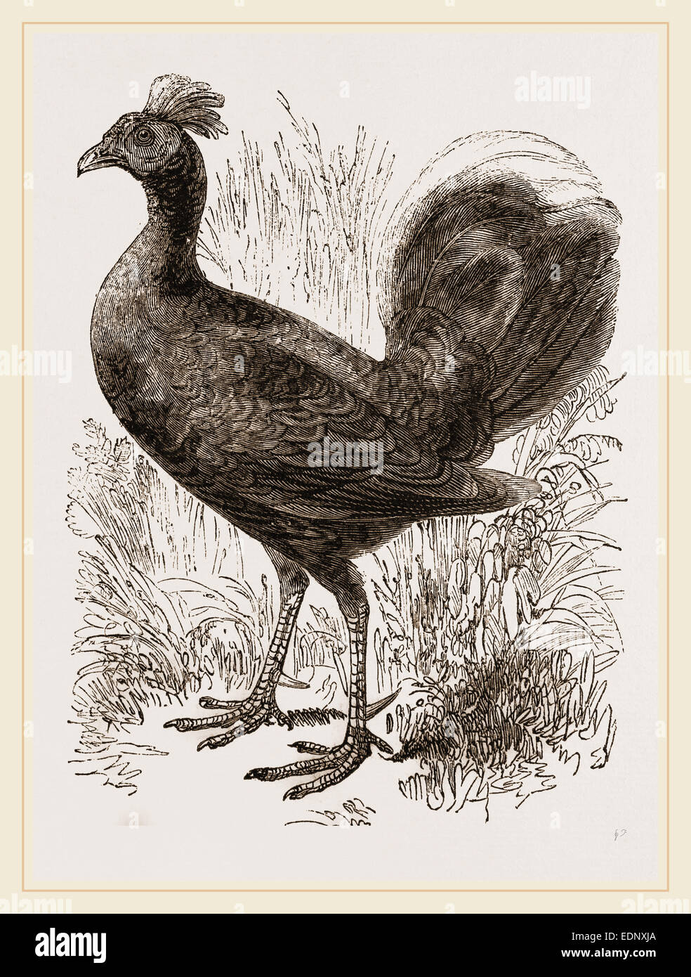 Le feu de secours Jungle Fowl Homme Banque D'Images